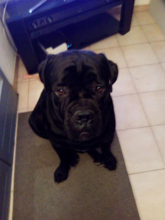 Souvenir de Jarco qui fait tout petit (90 kg d'amour)