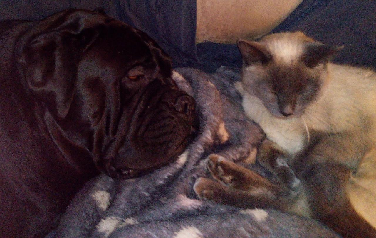 Jarco et Sidonie en pleine sieste