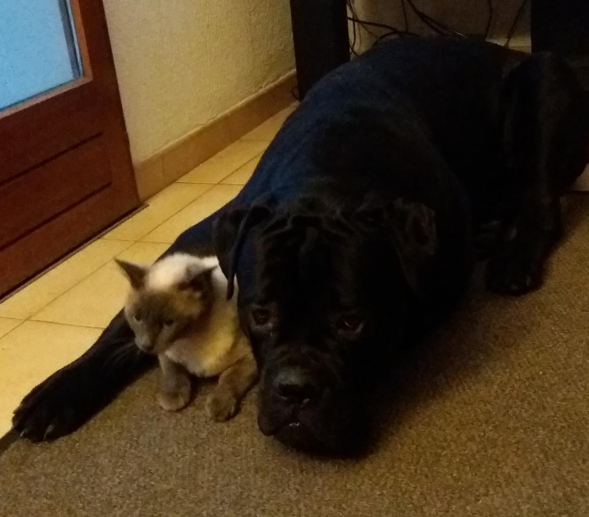 Souvenir de Jarco qui fait un calin à sa copine Sidonie